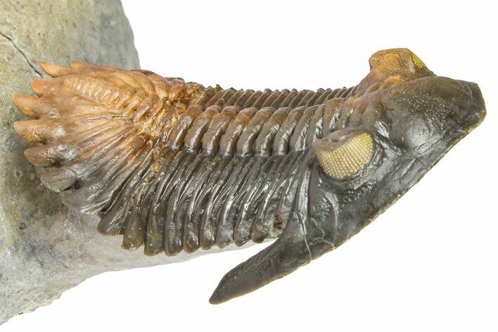 Multi-Toned Hollardops Trilobite With Orange Eyes #368581